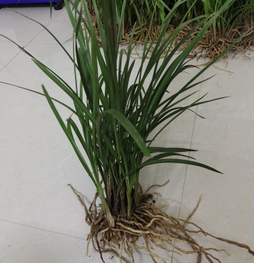 [兰花批发]广西百色下山春兰15一斤,包邮价格25.00元/株 - 一亩田