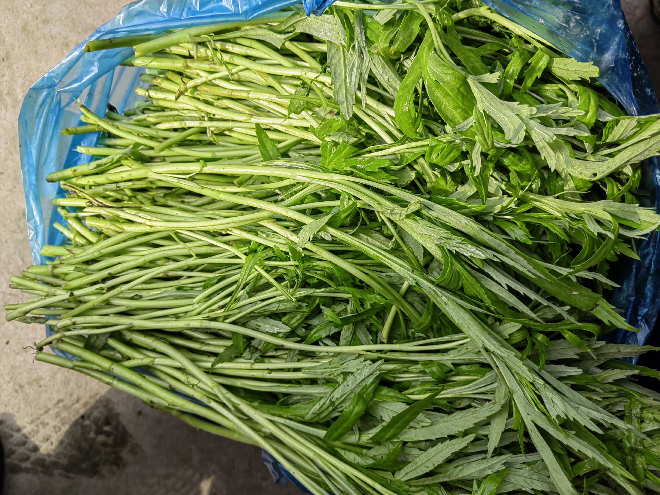 绿色蔬菜对比图