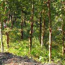 秋枫树（软障树），香樟木出售