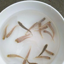 虹鳟鱼苗三文鱼鱼苗虹鳟金鳟批发零售