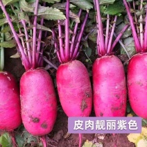 凤梨萝卜，水果萝卜，萝卜，美颜，香甜可口，里外红，颜色好
