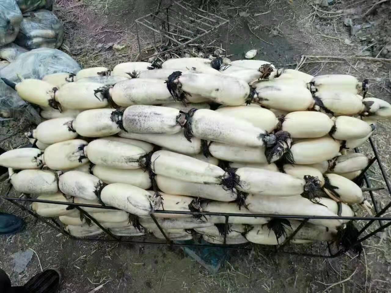 农贸市场摊位上摆放的新鲜藕尖白产品特写