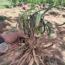 黄花菜苗金针菜苗种苗高产品种万亩基地