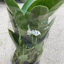 金钻，山东青州，大量有货，物美价廉，欢迎咨询选购！