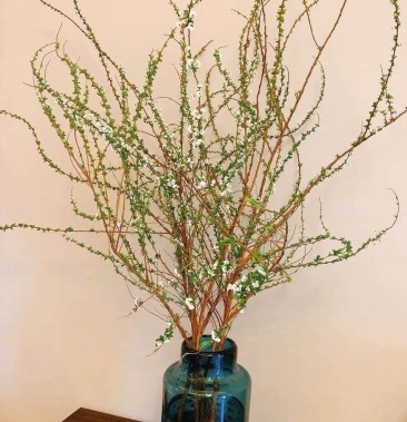 [月季鲜切花批发]喷雪花 雪柳干支 遇水开花价格0.62元/棵 - 一亩田