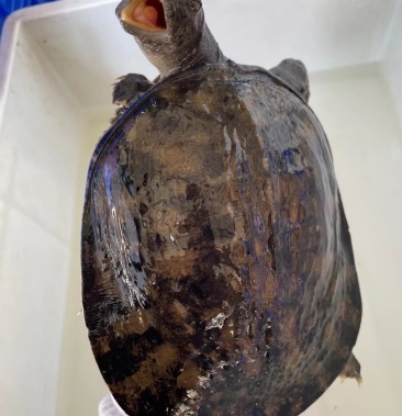 外塘散养生态黑花黄花青黄背甲鱼大小都有