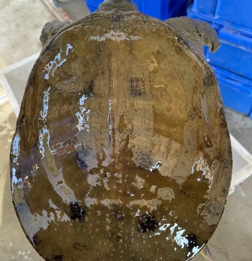 外塘散养黑花黄花青黄背大甲鱼大小都有