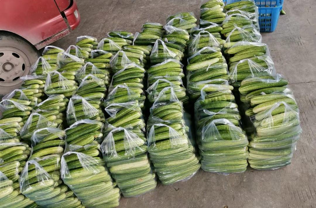 俯拍视角下的大棚旱黄瓜标准化包装线：不锈钢工作台上铺蓝色食品级垫布，工人正将分级后的旱黄瓜按每盒6根装入可降解环保托盘，外贴带二维码的溯源标签，背景可见冷库门与‘绿色食品’认证标牌