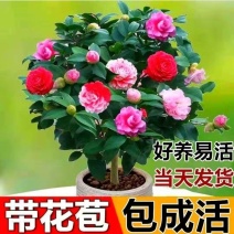浓香妃茶花盆栽绿植室内花卉易活四季开花五色赤丹树苗耐寒