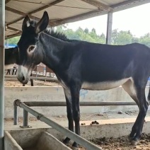 种驴厂家直销免费送货电话咨询送一头