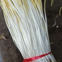 精品蒜黄上市，欢迎来电咨询！