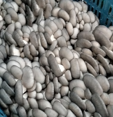 [平菇批发]灰色平菇价格20.00元/件 - 一亩田