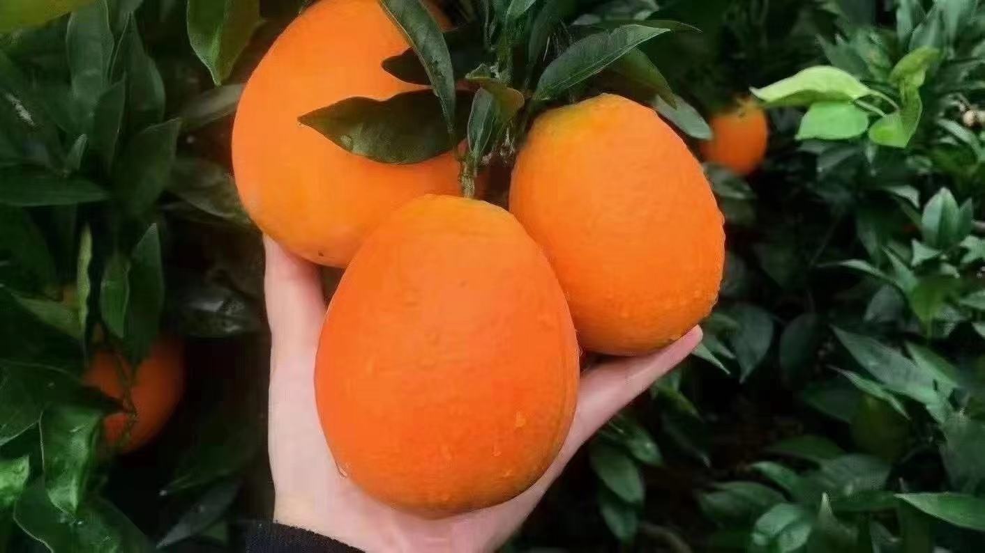 农户采摘纽荷尔脐橙场景