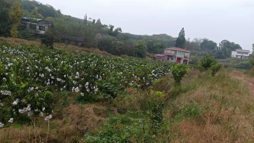 不知火柑苗种植园