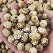 新采苦楝树种子苦楝种子楝树紫花树种子楝枣种子苦楝子种