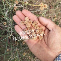 林木种子沙拐枣种子绿化工程灌木防风固沙林木种子