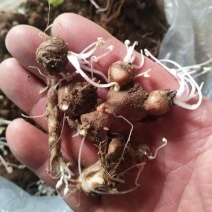 红花酢浆草种球四叶草盆栽幸运草阳台庭院花卉持续开花醡浆草