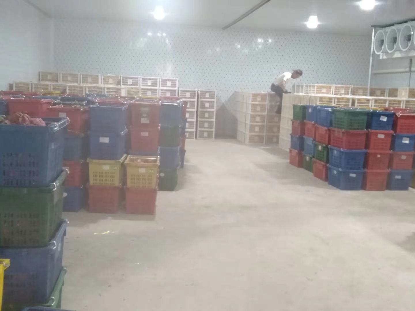 红心火龙果出口装箱现场图,展示工人正在将火龙果装入出口专用纸箱,背景为冷链物流仓库 红心火龙果出口装箱现场图