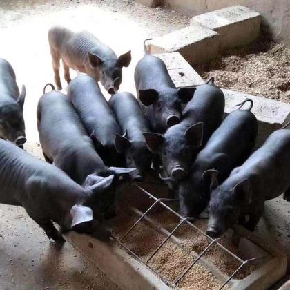 苏太母猪  产子高抗病能力好,奶水足,自家农场养殖二元母猪 品种好