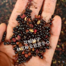 花椒种子新大红袍花椒籽子鸽粮育苗专用散装椒目