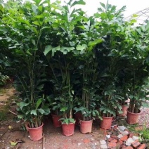 鱼尾葵树苗绿化风景树苗棕榈树苗别墅庭院门前种植的绿化风景
