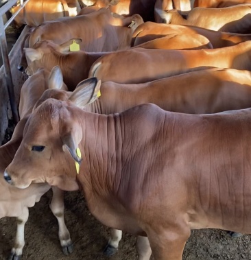 鲁西黄牛五元杂交黄牛肉牛厂家直销十头送一头