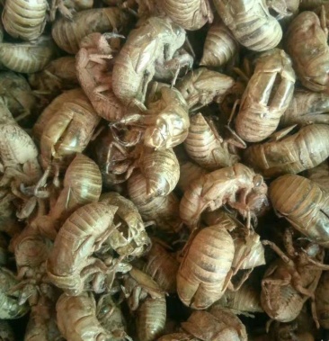 [蝉蜕批发]爬蚱皮 知了壳 蝉蜕 金蝉蜕 金蝉衣药材新货价格170.