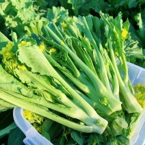 应季菜苔正品保障全国供应