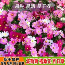 波斯菊种子格桑花种子花海打造