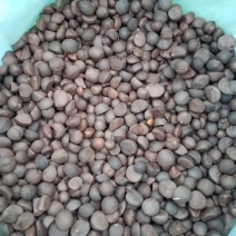 现有30吨油茶料出售，饱满颗粒大出油率高，价格实惠，