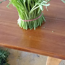 天龙芦蒿种植合作社质量保证信誉第一