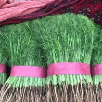 邯郸精品小回香大量有货产地直供30到45左右货源充足
