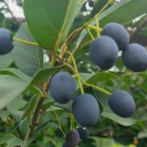 新采流苏种子油根子流苏树种油子种油根树嫁接桂花的