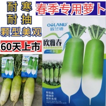 【耐寒耐抽苔】欧雅春春季天播萝卜种子耐低温青白皮反季节