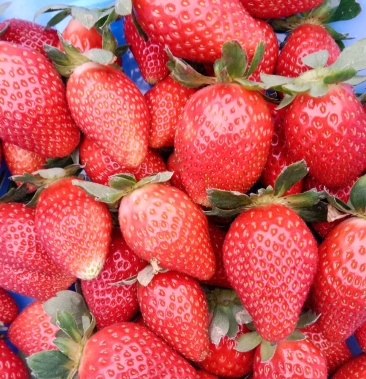 云南保山妙香越秀奶油草莓口感好果质硬普通包装