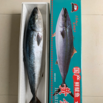 黄金大鲅鱼大鲅鱼鲅鱼8-24斤电商微商社区团购
