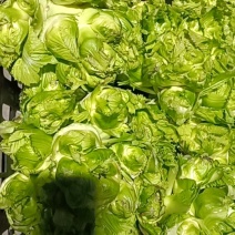 成都冬菜之光头儿菜！