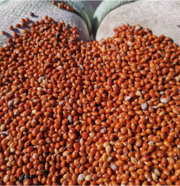 内蒙古赤峰高家梁红黍子100吨