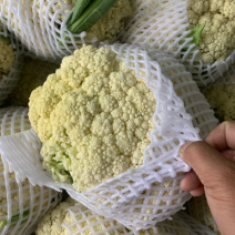瑞安市登明蔬菜专为合作社