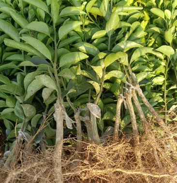 清香桔青皮蜜橘苗基地直供苗木健康成活率高