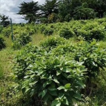 平安树自家种植无中间赚差价一手货源