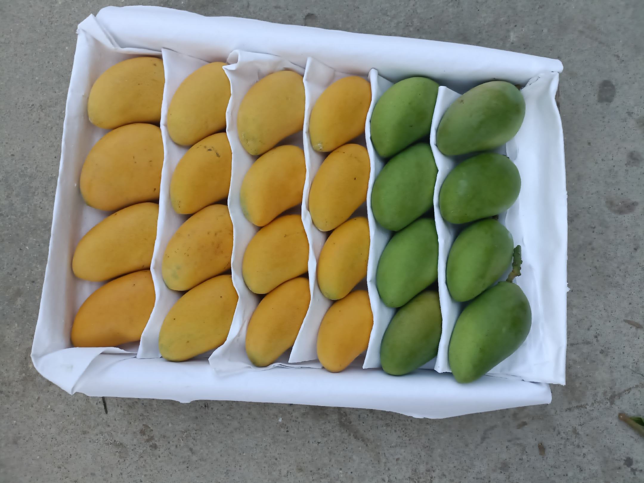 小台芒切面坏果对比图