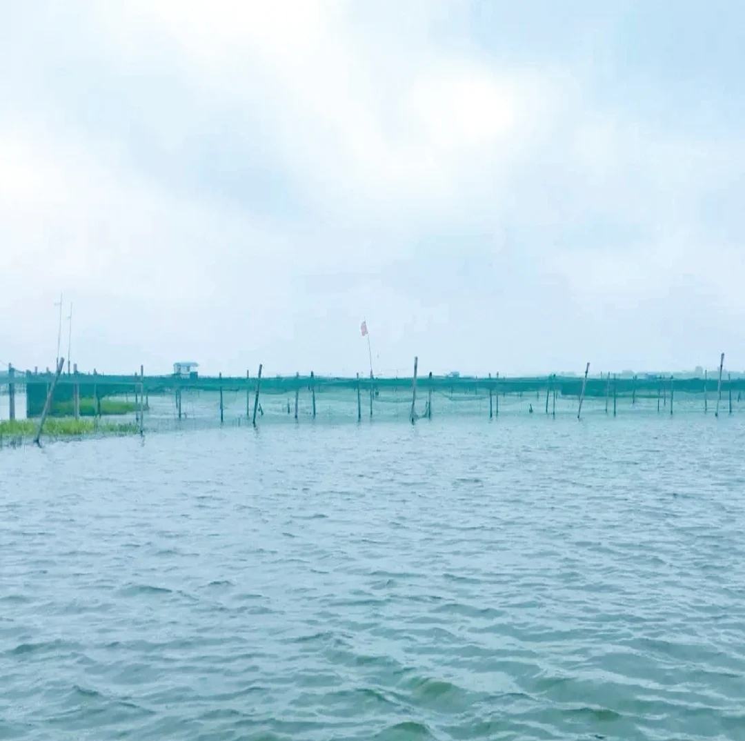 远海梭子蟹在秦皇岛的养殖基地