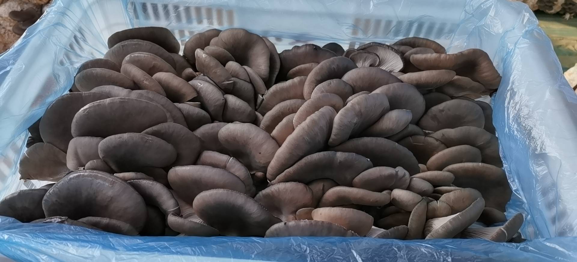 成品图展示:金黄微卷的腊肉与鲜嫩的平菇搭配,青蒜点缀,香气扑鼻 平菇炒腊肉成品图