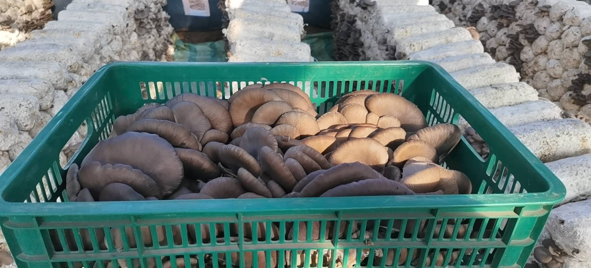 成熟的平菇即将采收