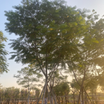 凤凰木全冠，12-18分各种规格齐全。货量充足，欢迎联系