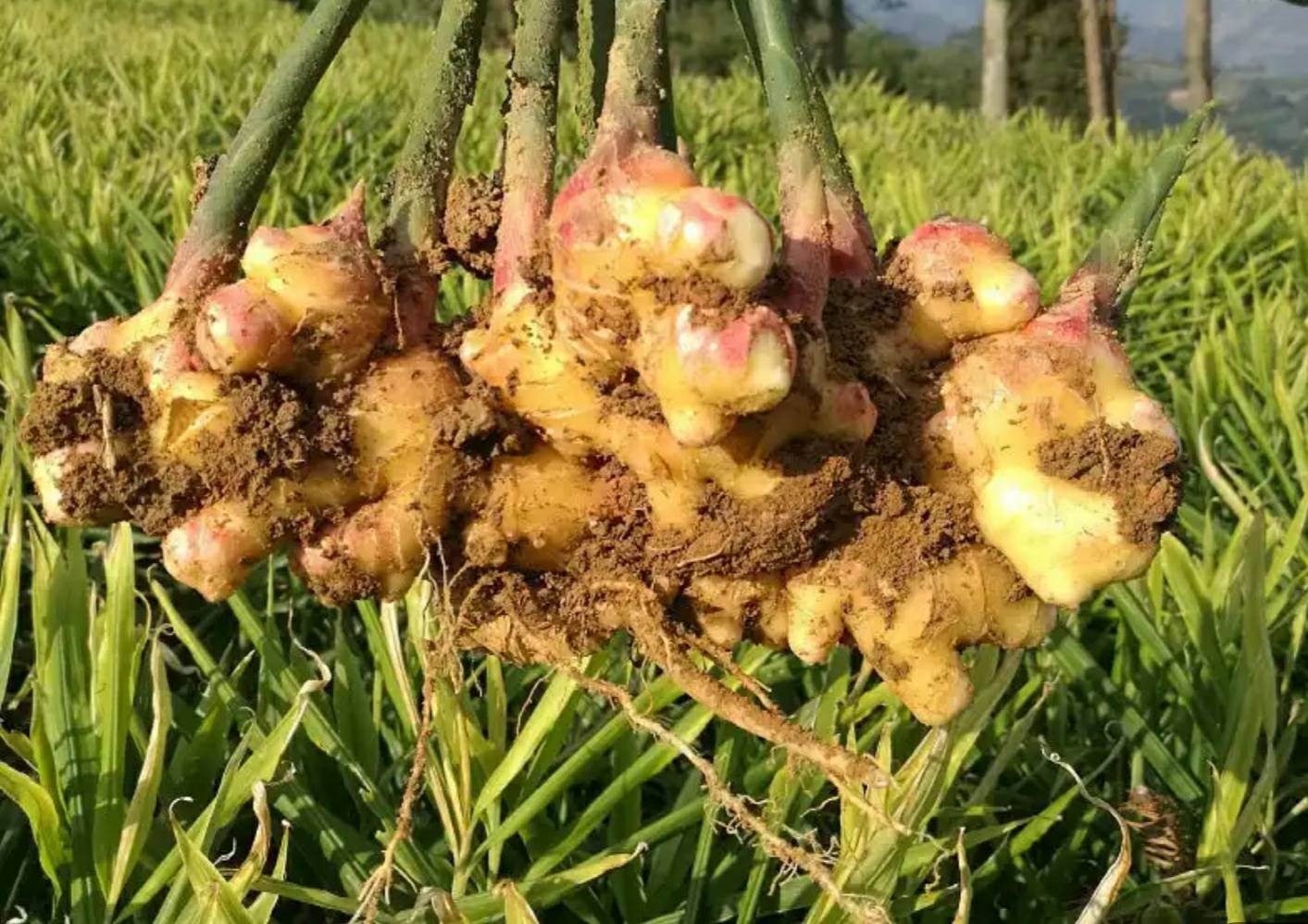 农户清晨采收新鲜小黄姜场景：身着蓝布衫的壮族妇女弯腰在湿润红壤中徒手挖掘，手中握着带泥带须的新鲜小黄姜，竹筐内堆满金黄姜块，晨光洒在姜表泛起柔和光晕