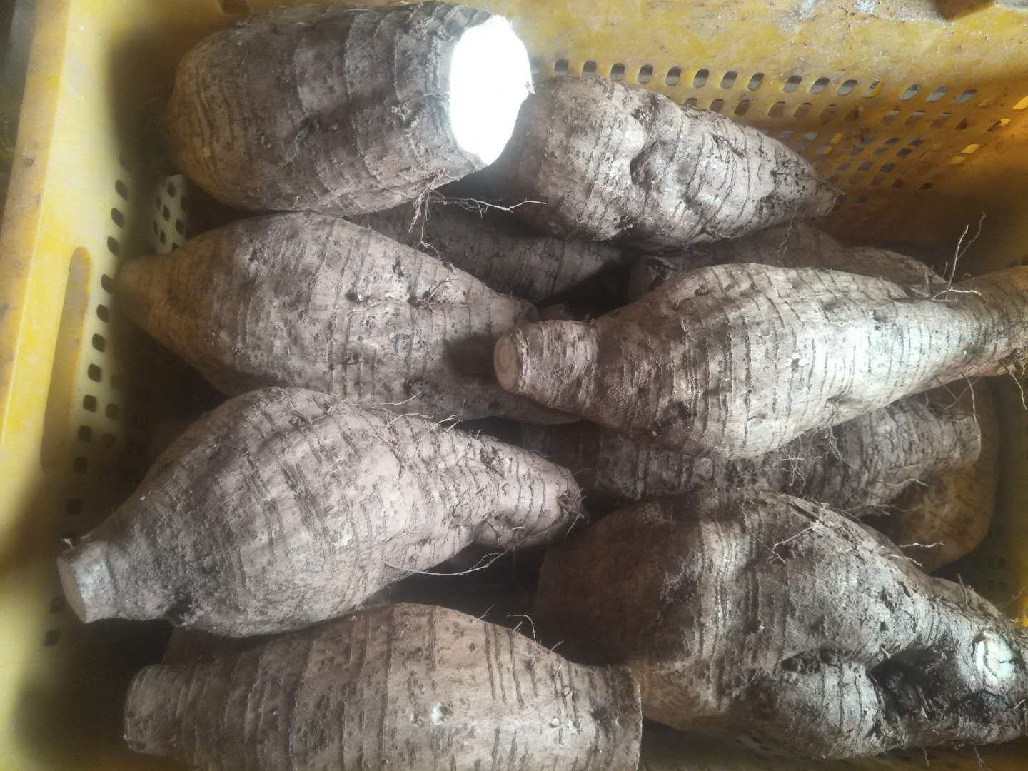庙南粉葛在市场上的销售场景,新鲜粉葛整齐摆放,吸引消费者驻足选购 庙南粉葛市场销售场景