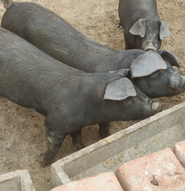 [活猪批发]里岔黑猪种母猪价格45.00元/斤 - 一亩田