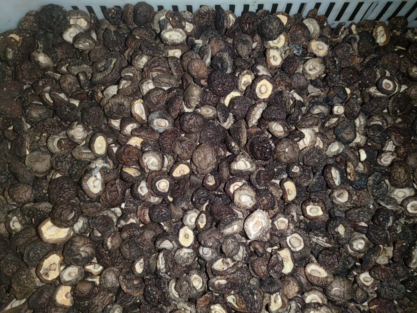 左侧为新鲜采摘的香菇,表面湿润、菌盖饱满;右侧为干燥后的干香菇,呈深褐色、质地脆硬,明显经过脱水处理。背景为现代化烘干车间,配有温控设备和传送带 干香菇与鲜香菇对比图